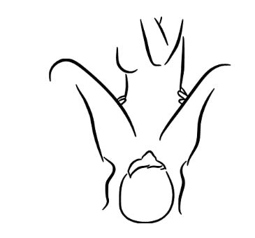 Adult Canvas Collection